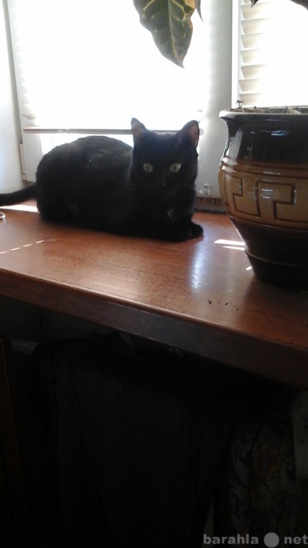 Отдам даром: черная кошка 4х лет Тиффани