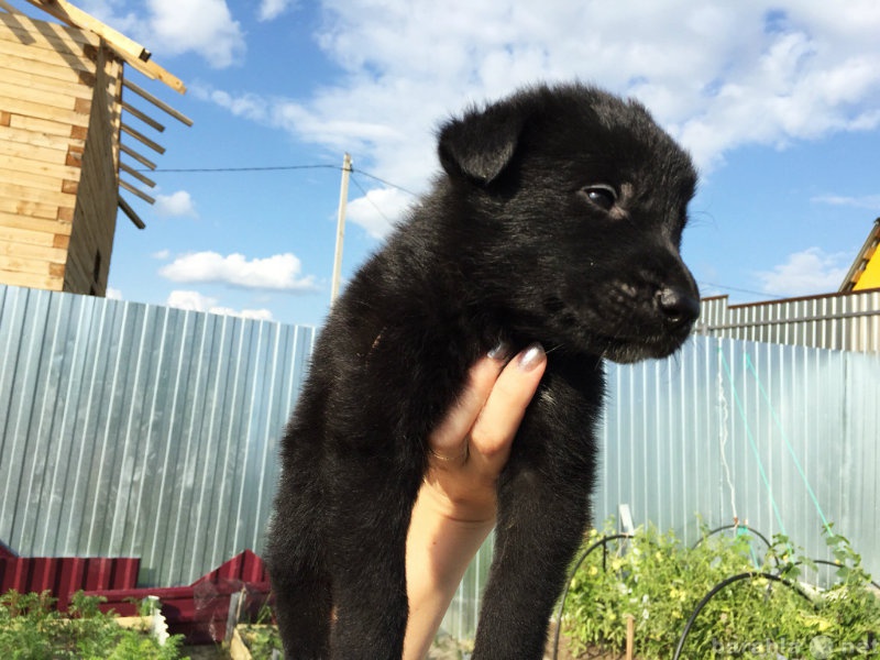 Продам: Черный щенок немецкой овчарки, кобель