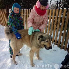 Отдам даром: Джек выбирает хозяев.