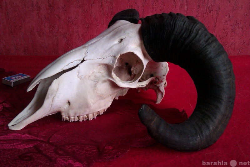 Продам: череп барана с рогами