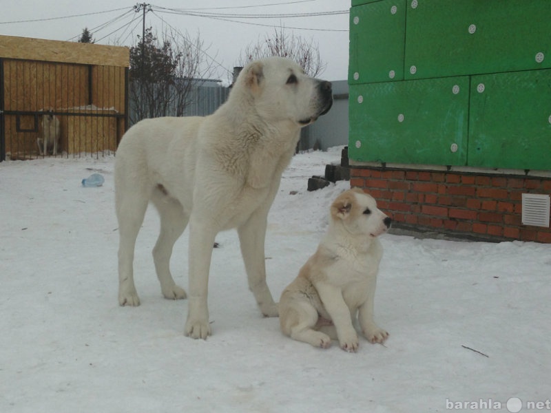 Продам: продам щенков САО