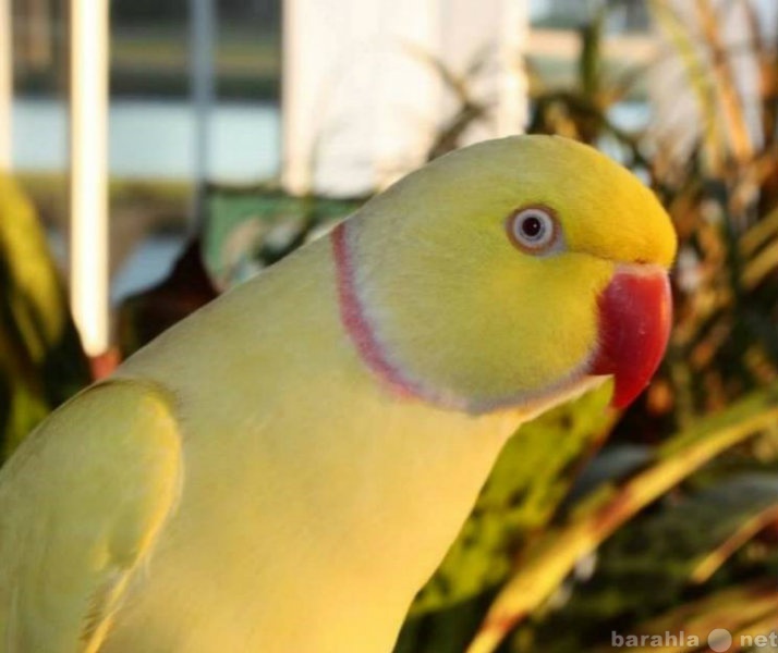 Продам: Цветной кольчатый попугай и другие попуг