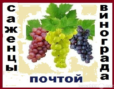 Продам: Саженцы винограда от производителя-почто