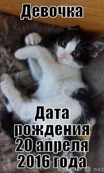 Отдам даром: Котята