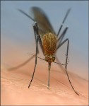 Предложение: Уничтожение комаров.