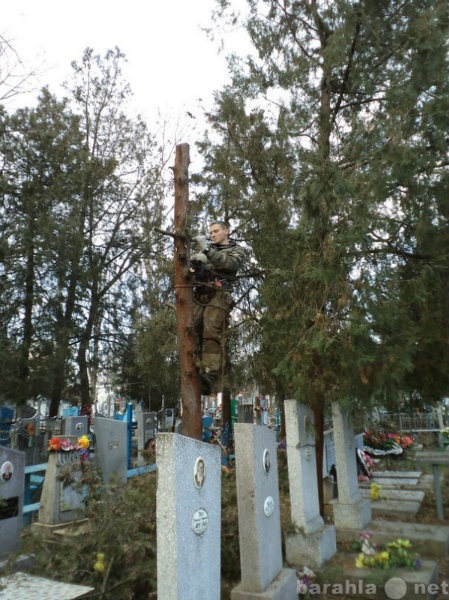 Предложение: Спилить дерево на кладбище.