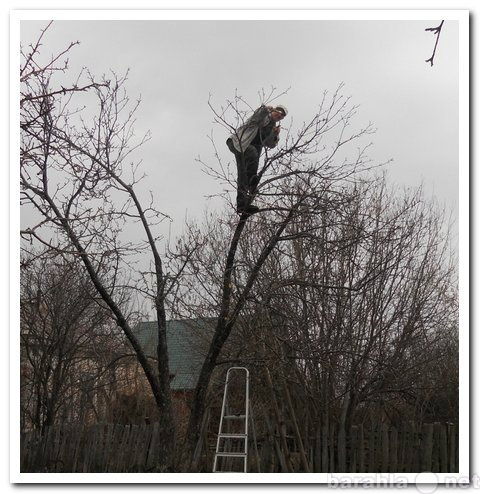 Предложение: обрезка сада