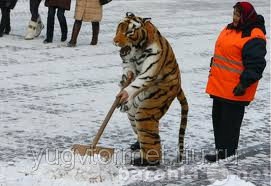 Предложение: Снегоуборочные работы