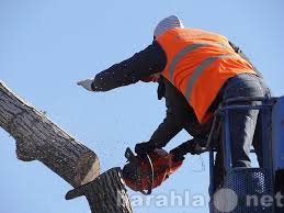 Предложение: Карчевание ,спил деревьев!