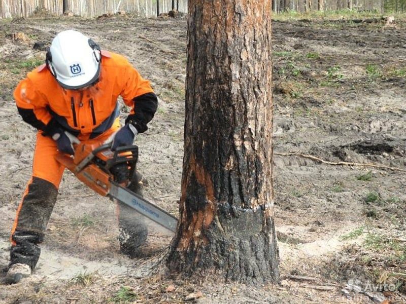 Предложение: Спил, кронирование деревьев