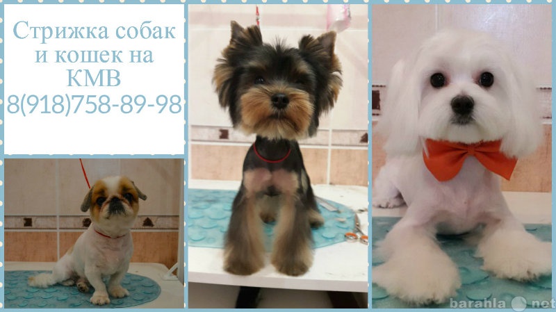 Подстричь собаку луганская область