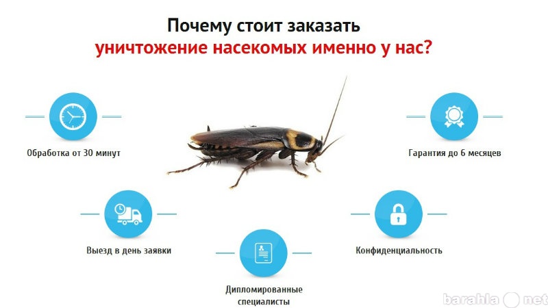 Предложение: чистый способ удаления простейших насеко