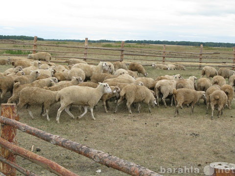 Продам: действующий бизнес