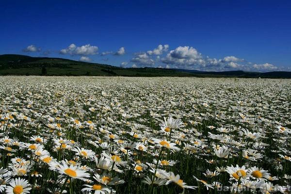 Продам: Участок 9,50 сот., 60 км, Симфероп.ш.