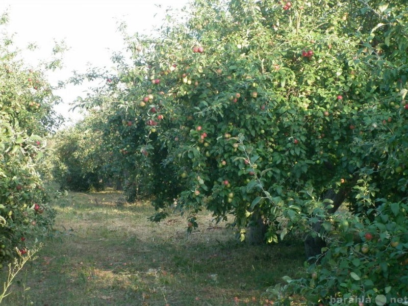 Продам: Плодовый сад с урожаем