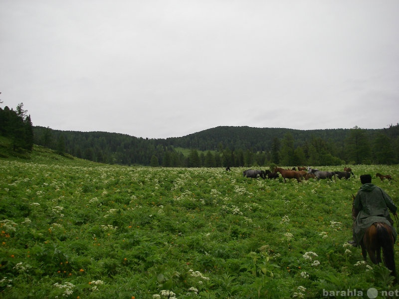 Продам: Участок в горах