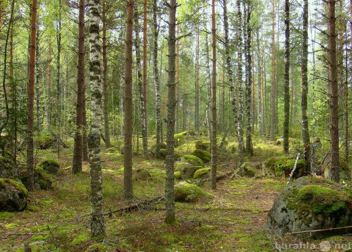 Советский лен обл. Березовая Долина Выборгский район. Лес карельского перешейка. Шумящие леса Карелии. Собирательство Карельский перешеек.